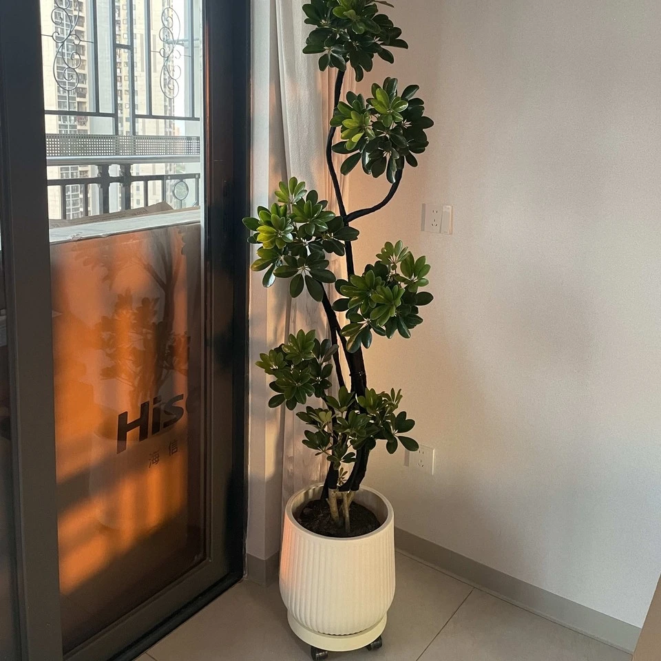 造型鸭脚木客厅绿植鸭掌木鹅掌柴室内落地式大盆栽四季常青绿植物