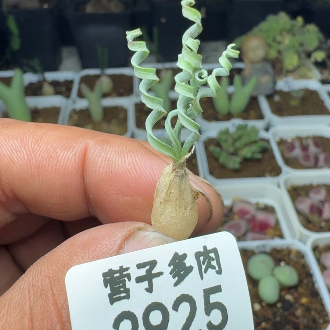 发卷弹簧草