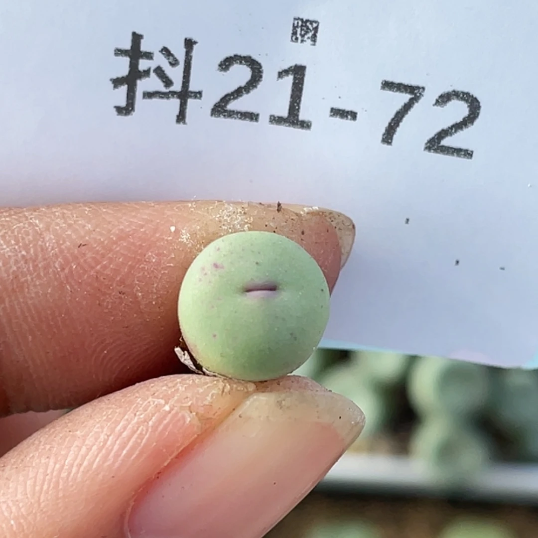 21-72嘴多肉植物肉锥