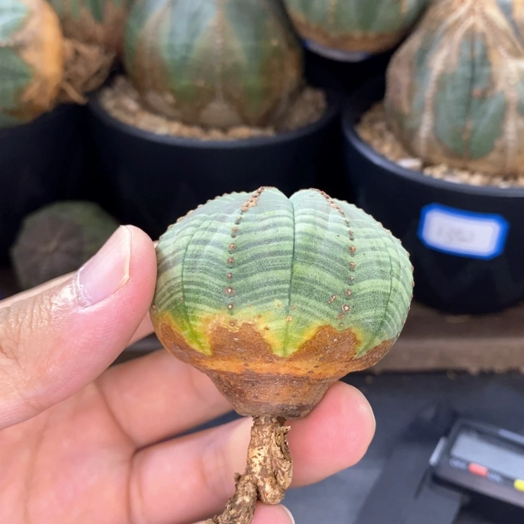 欧系实生布纹球多肉植物
