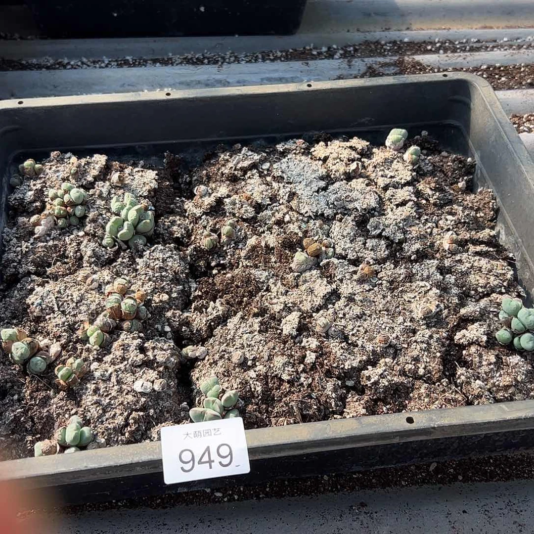 清框脱土发无售后默认有疤，949