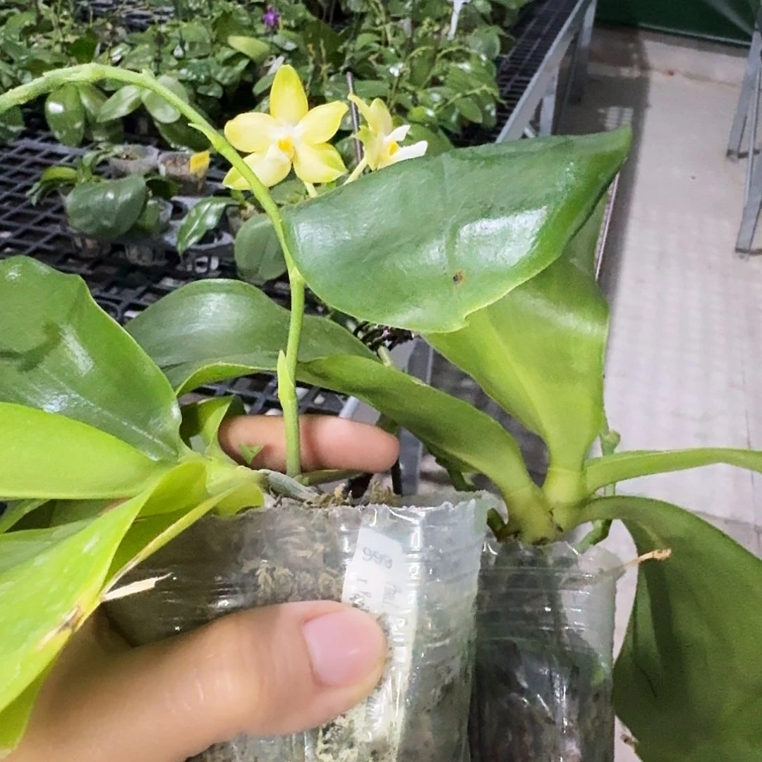 无花朵999清货2.5寸叶损
