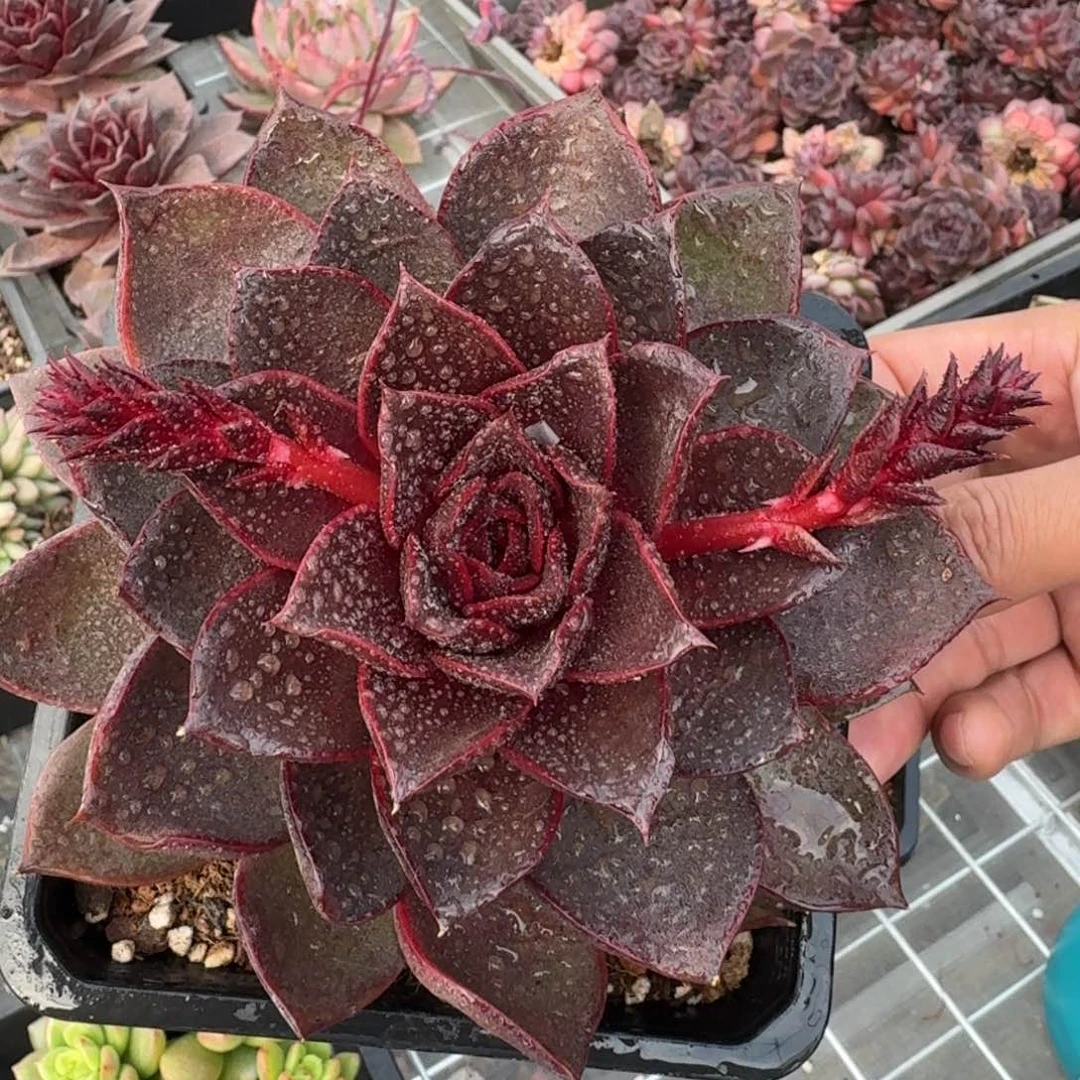 从前慢花园精选红灯玫瑰