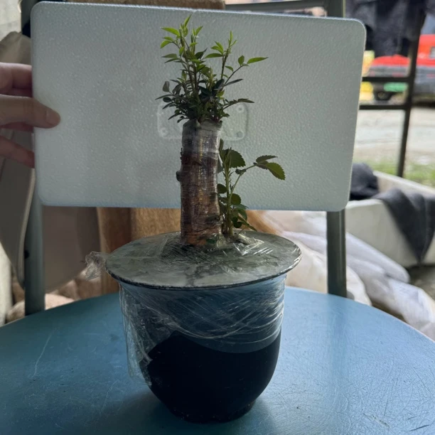 黄哥月季盆景姬艺女躲躲藏藏紫红微月璟荷重樱棒棒糖盆栽