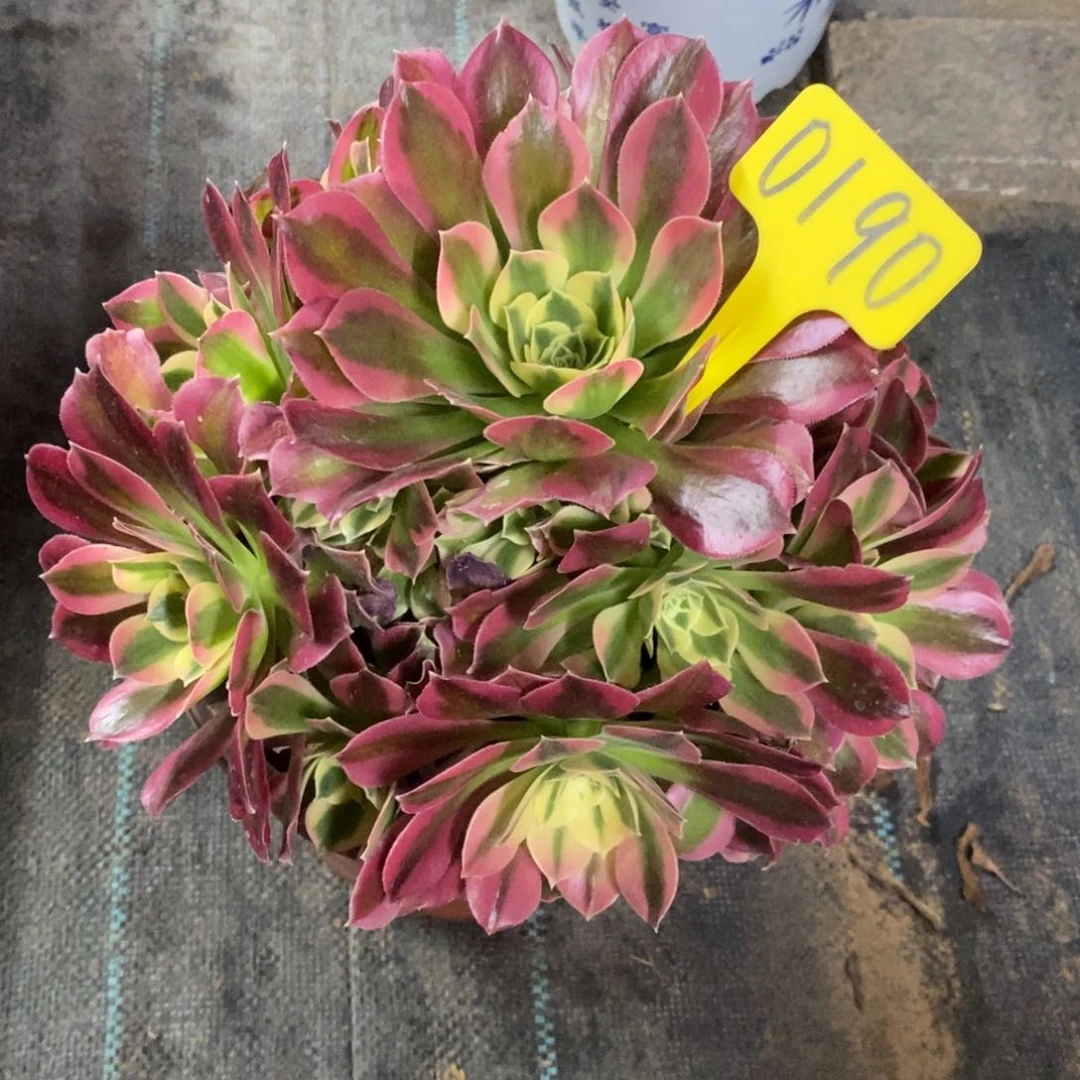 0190女巫绿体一物一拍