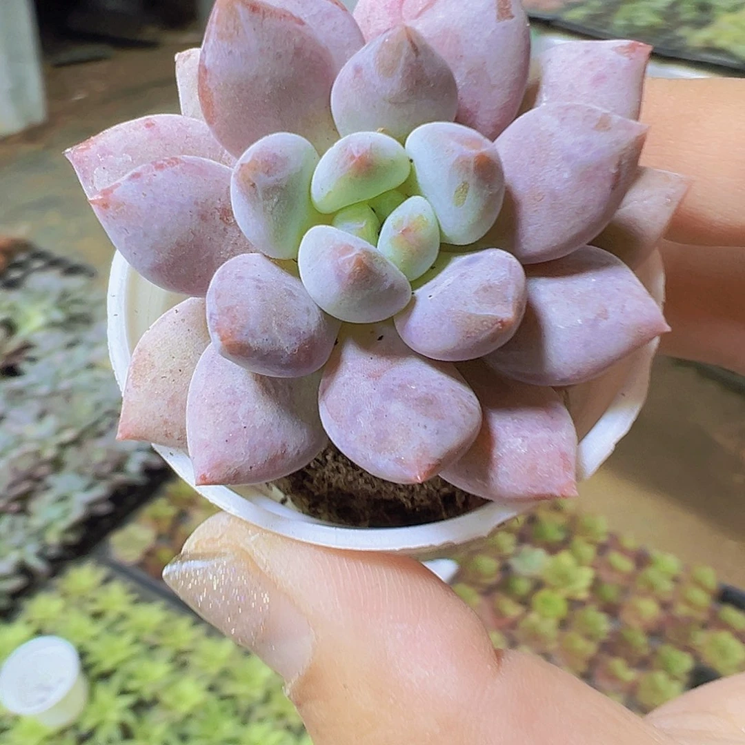 半夏19包邮多肉植物