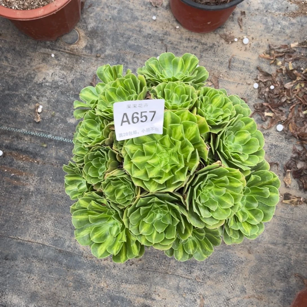 翡翠琉璃657多肉法师