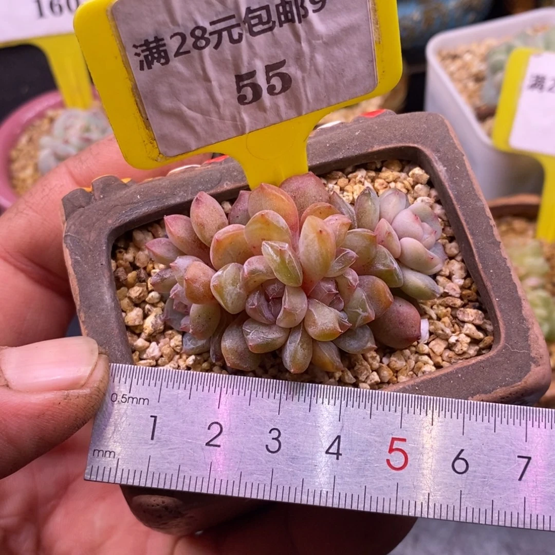 955红恋小树4头福利…………