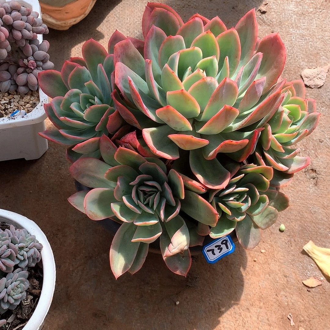 739绮罗 一物一拍多肉