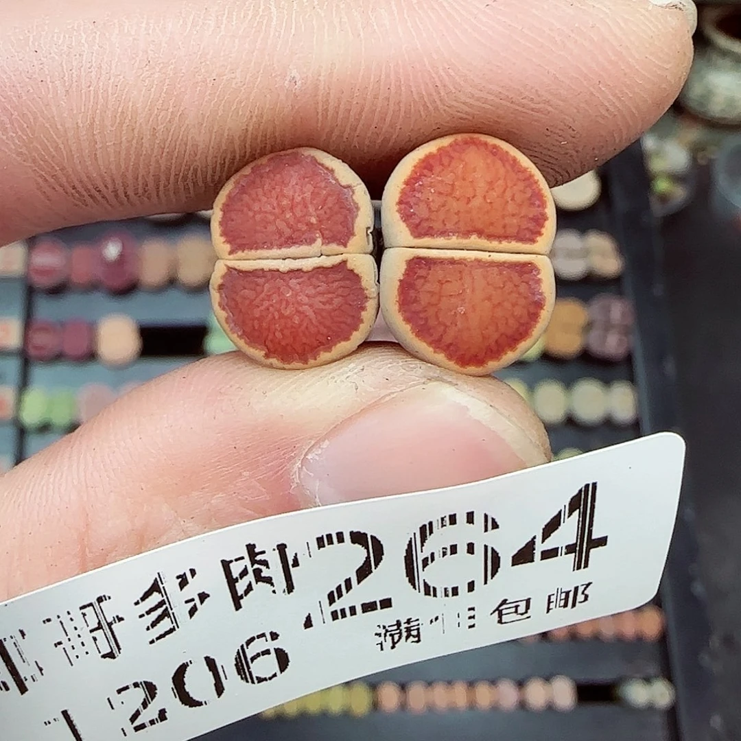 满满18包邮1204-264
