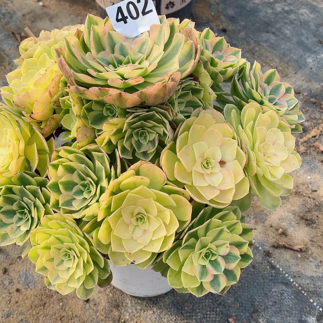 无花朵多肉植物402