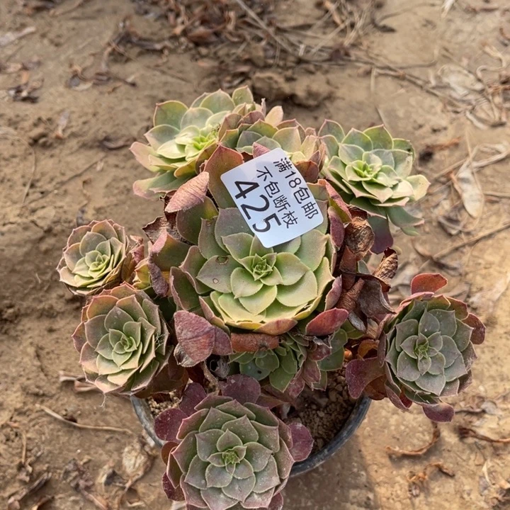 425沙拉碗手捧1北