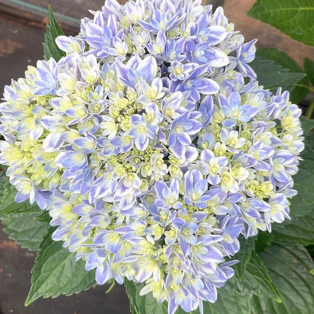 绣球切花一物一拍3枝包邮，171