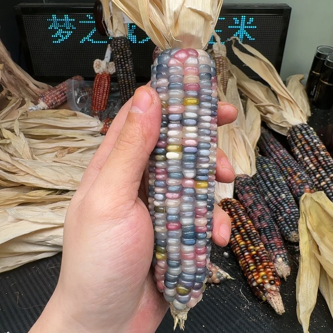 柏香籽/百香籽吊坠陆*