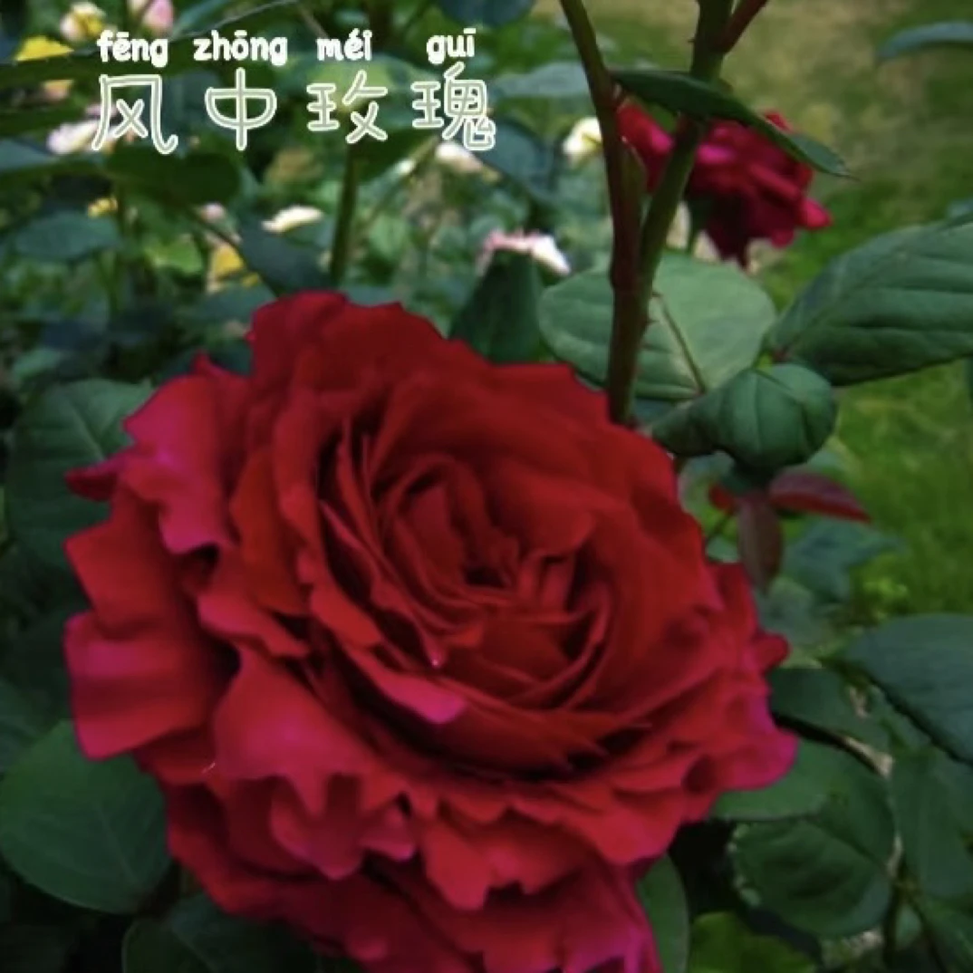 【风中玫瑰】盆栽正红色大切花浓香玫瑰花期长阳台盆栽月季