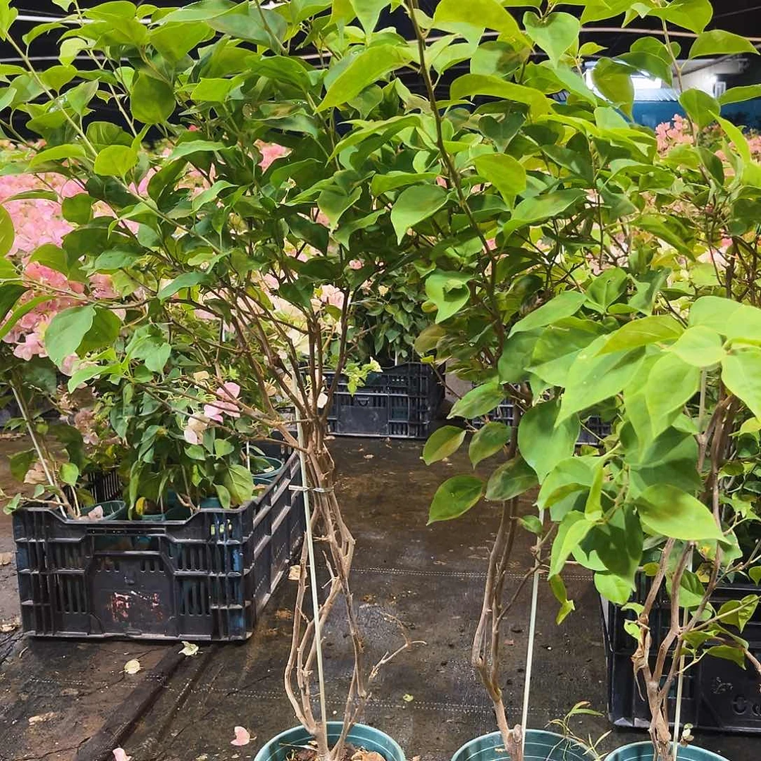 当前无花栽培后可以开花红粉佳人带竹一颗