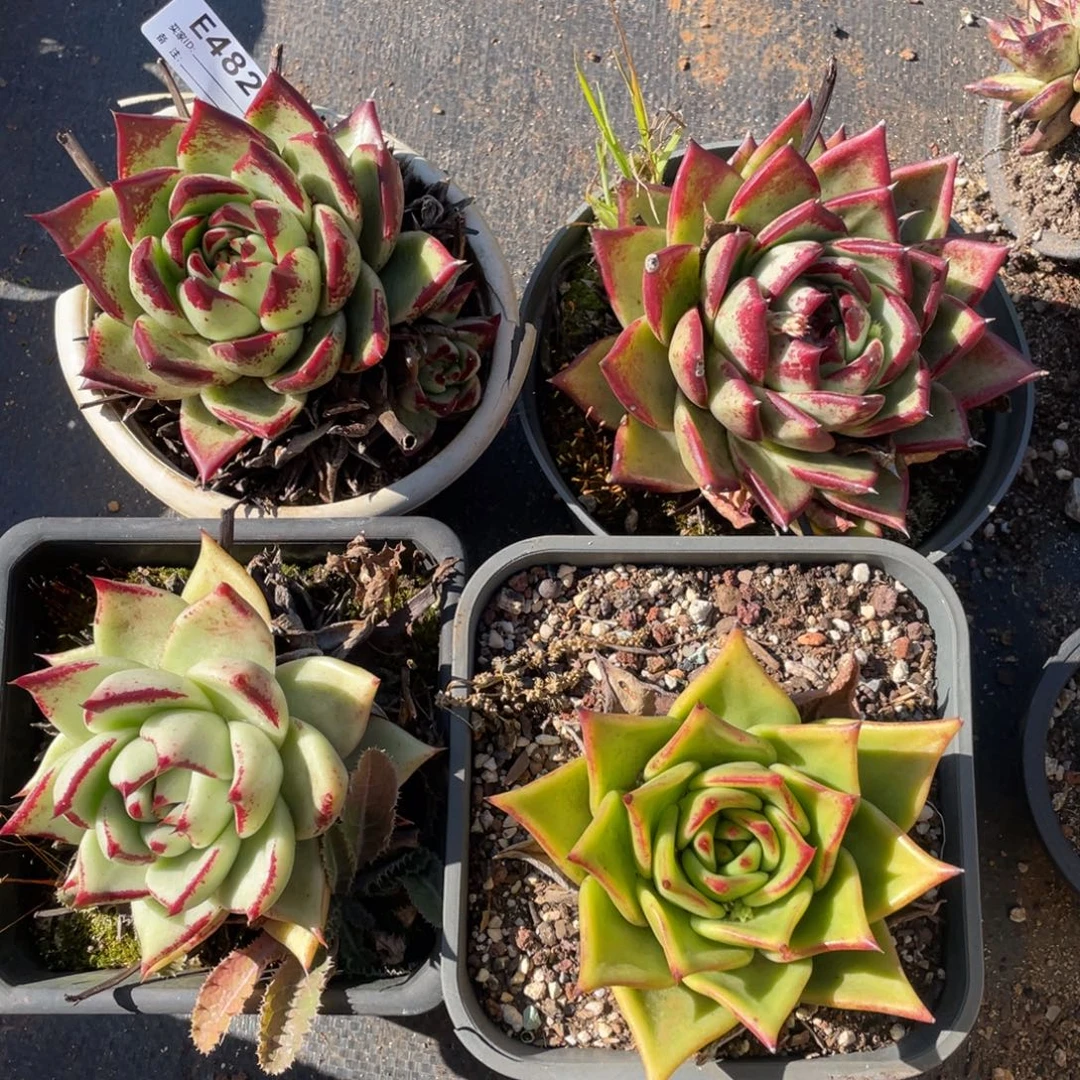 无花朵若如东云组拍E482