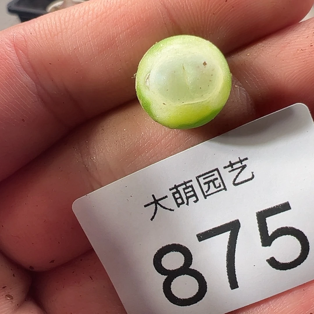 一物一拍。       875