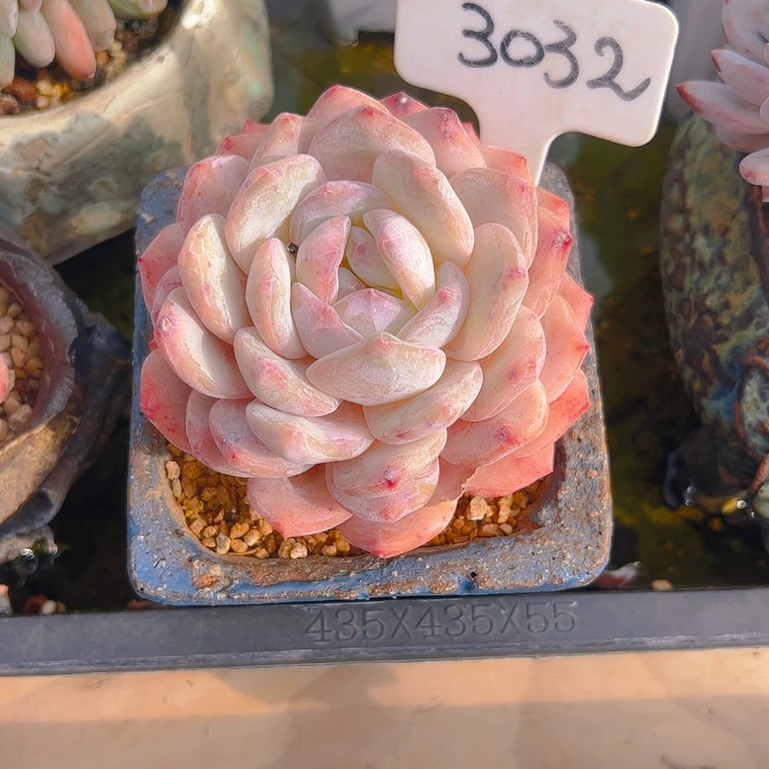 清***蟹橙梦露3032号一物一拍