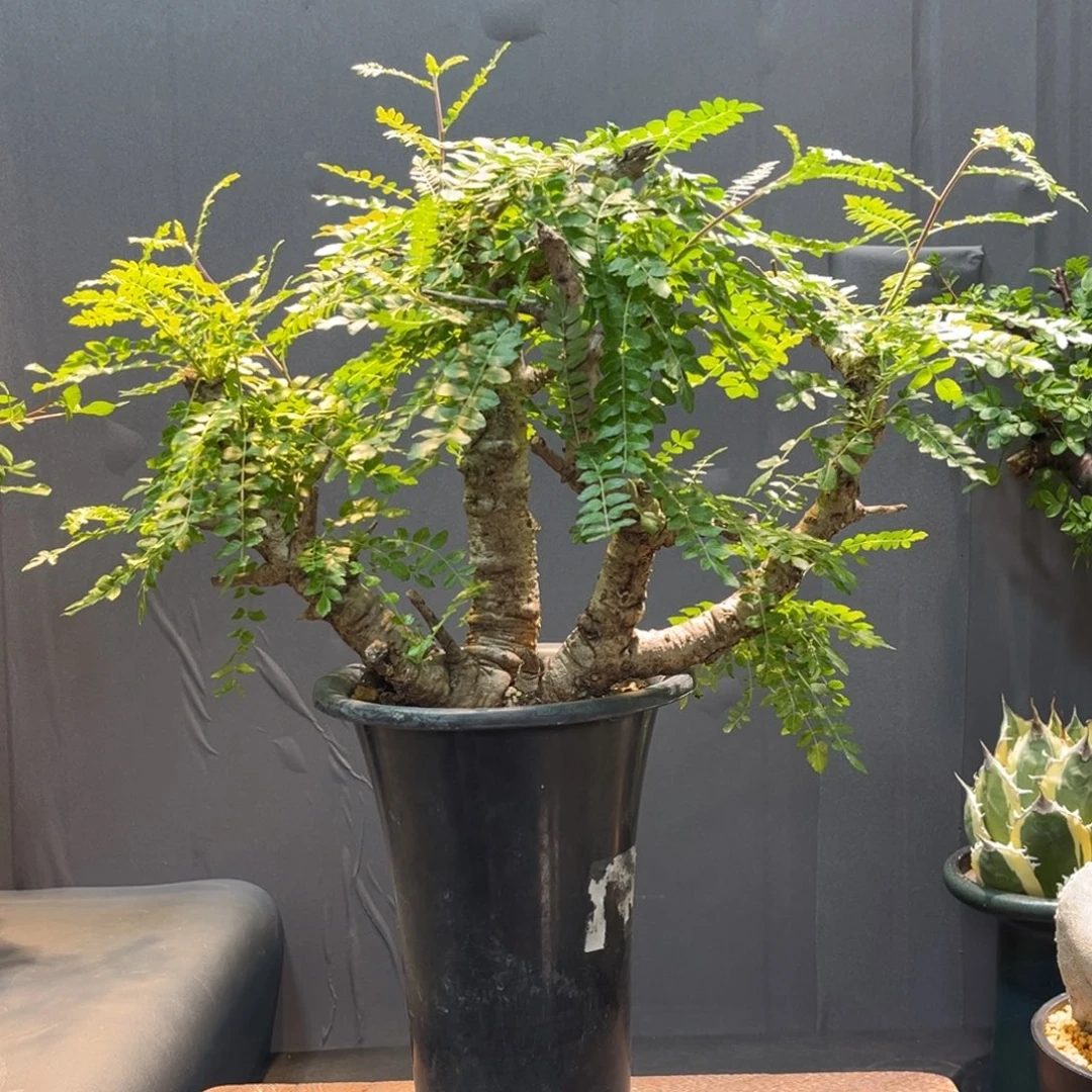 尼勒达Zzzzzzzzzzzzzzzzzz