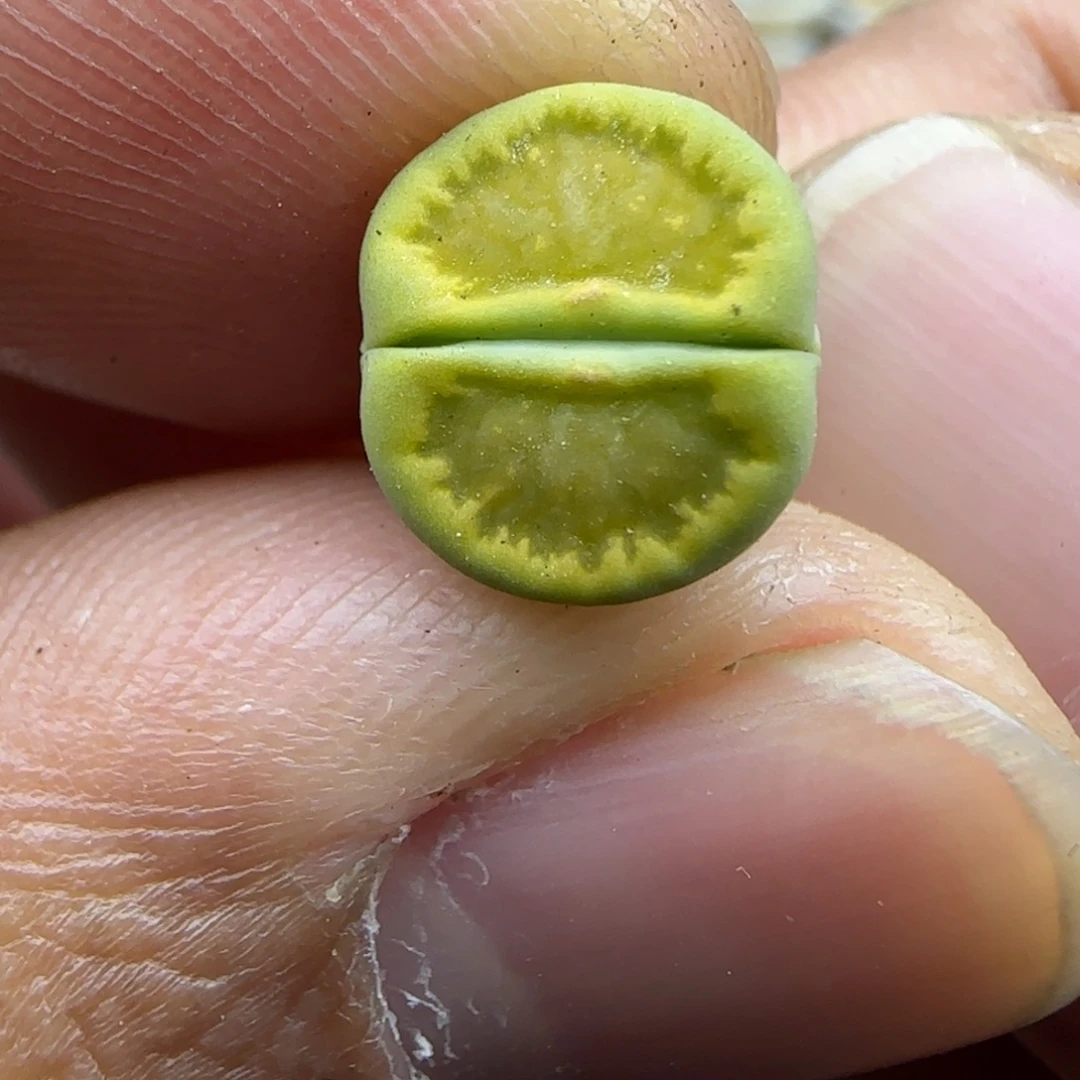 503 开播福利生石花大棚直播