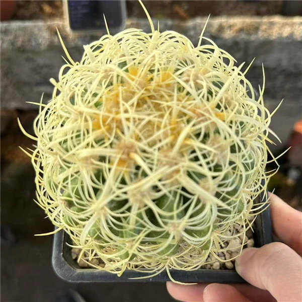 稀有仙人球卷刺狂刺金虎美刺多肉植物室内桌面盆栽