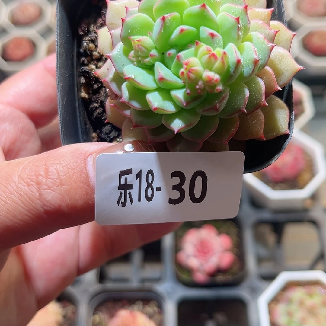 乐18-30 熊猫脸单头