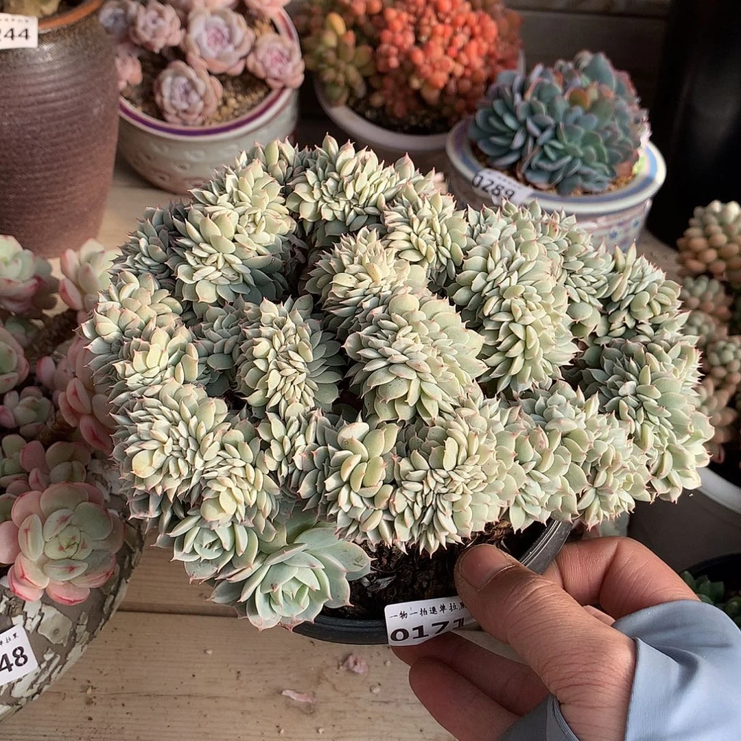 171雪域蓝巴黎缀一颗19厘米