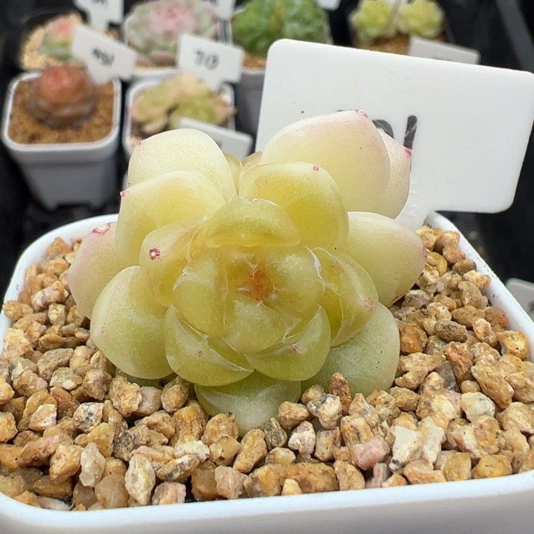 401号财富密码现金