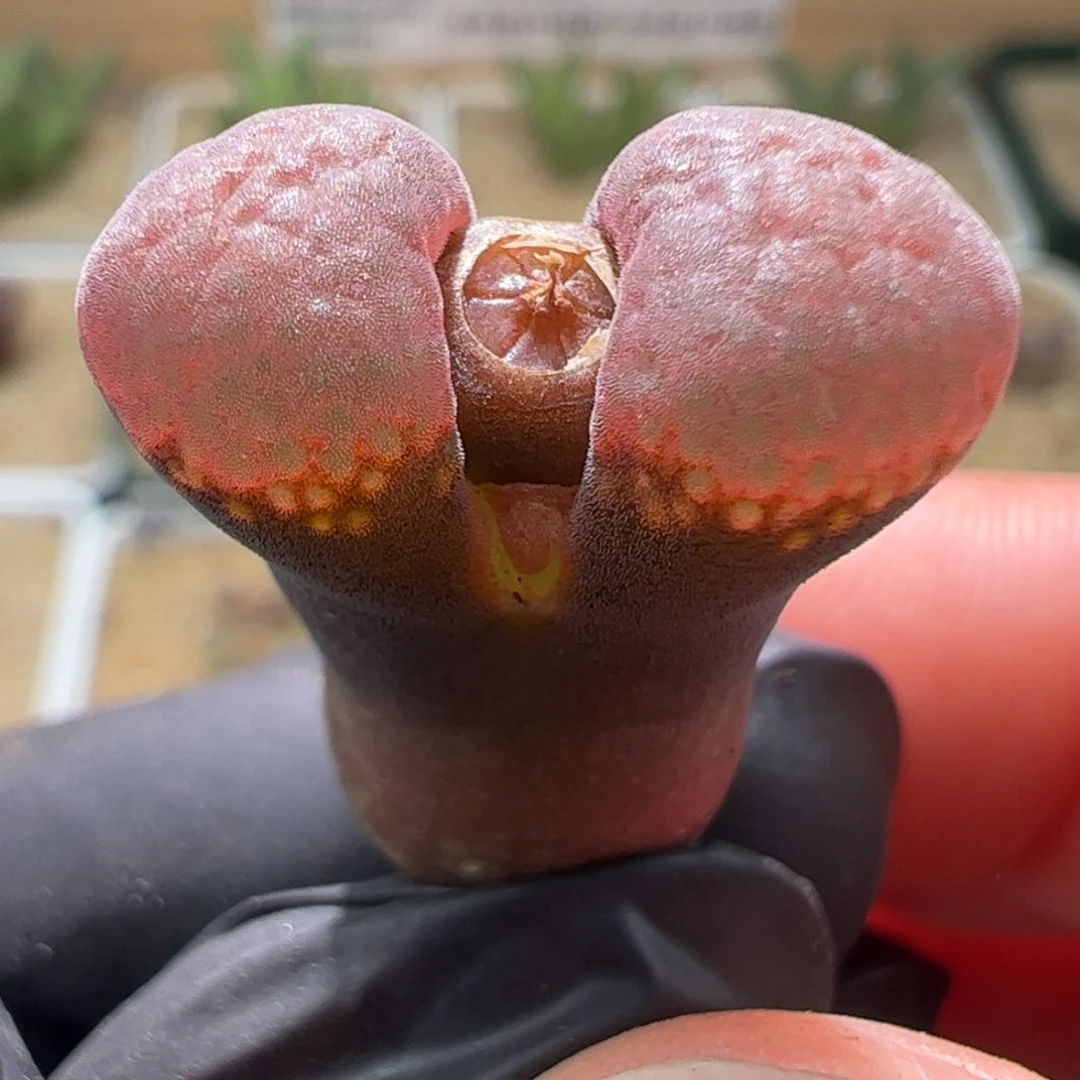 小**?一颗。     771。