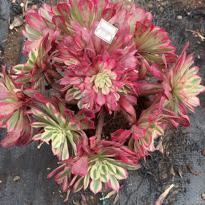 529铜壶超白多肉植物