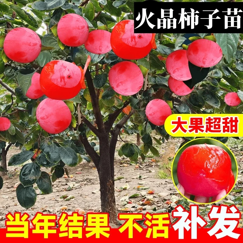 嫁接无核火晶柿子树苗南北方庭院种植地栽盆栽软柿子树苗当年结果