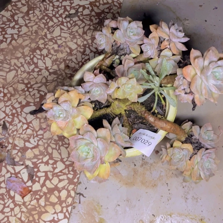 缘***梦多肉一物一拍7029