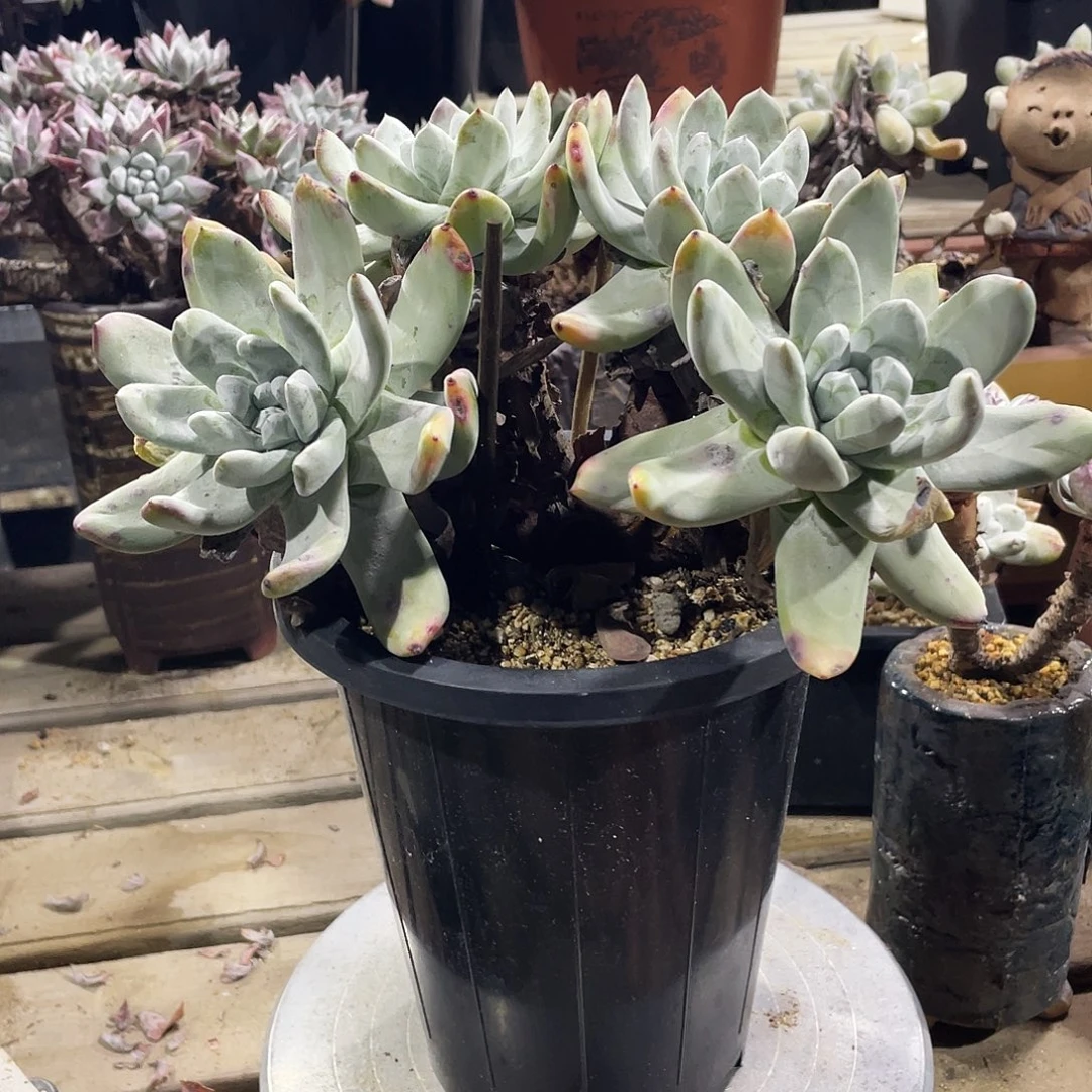 拇指帕奇飞图仙女杯