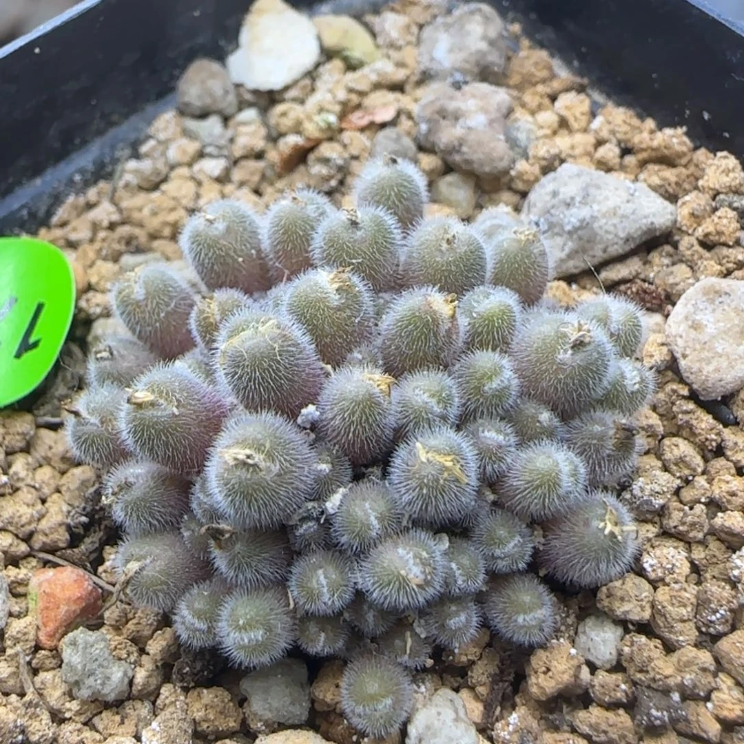 小毛球群多肉植物178