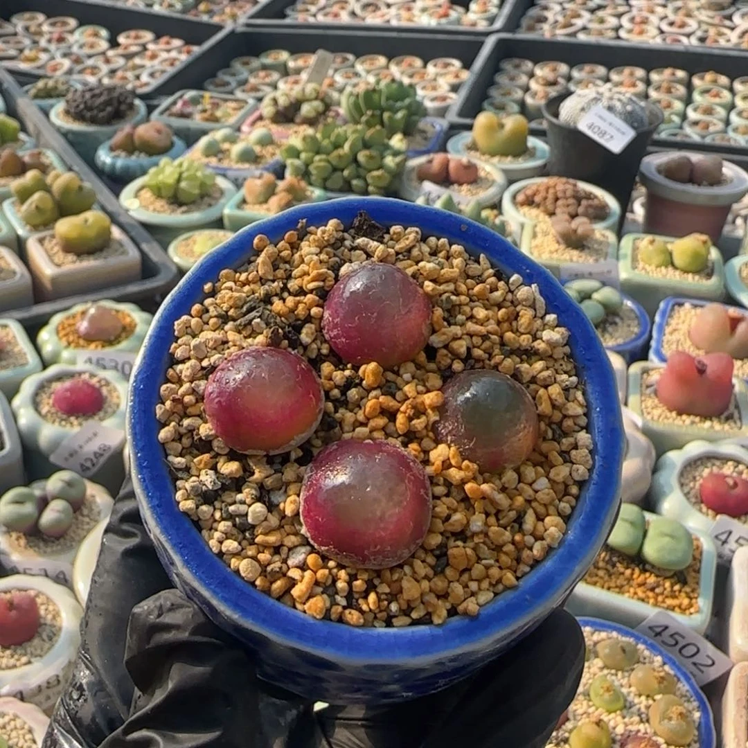 4547--一物一拍 带盆