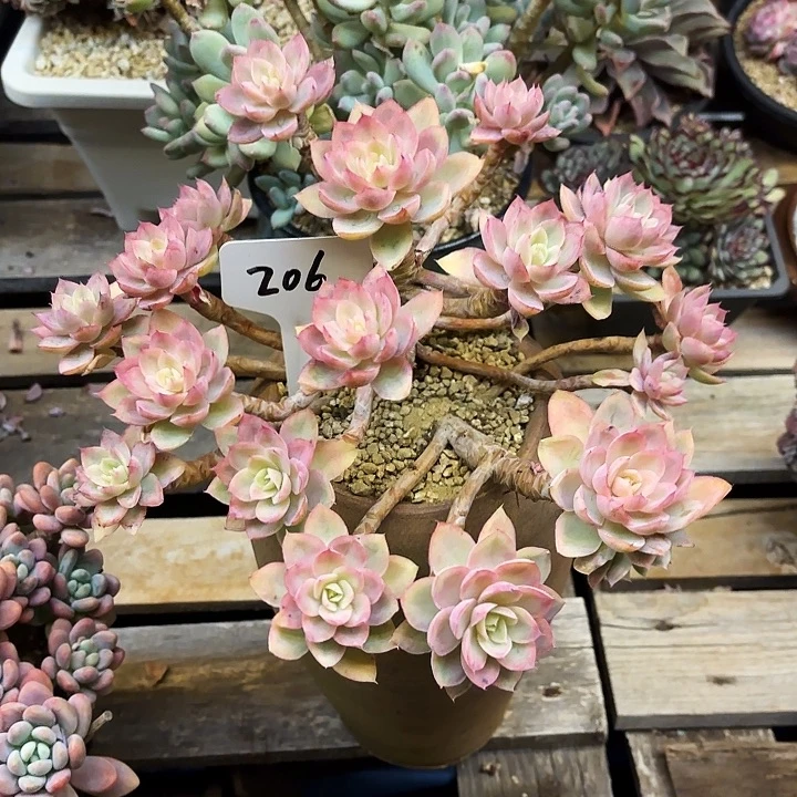 多肉植物，丝绸面纱206号