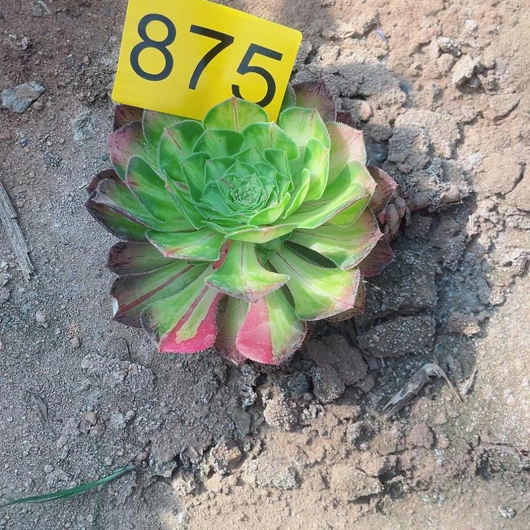 875知否多肉植物