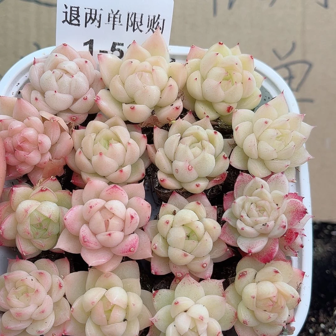 1-58 新疆西藏内蒙不发12.8包邮2–3公分多肉