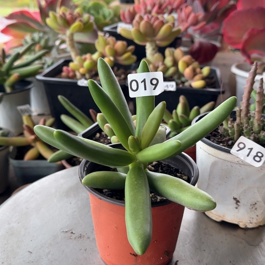 019号 一物一拍 一物一拍