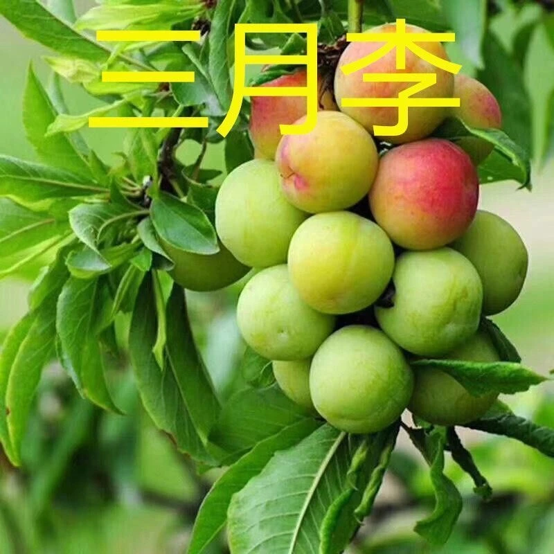 早熟三月李子树苗晚熟早熟脆红李嫁接李子苗蜂糖【新疆西藏专链】
