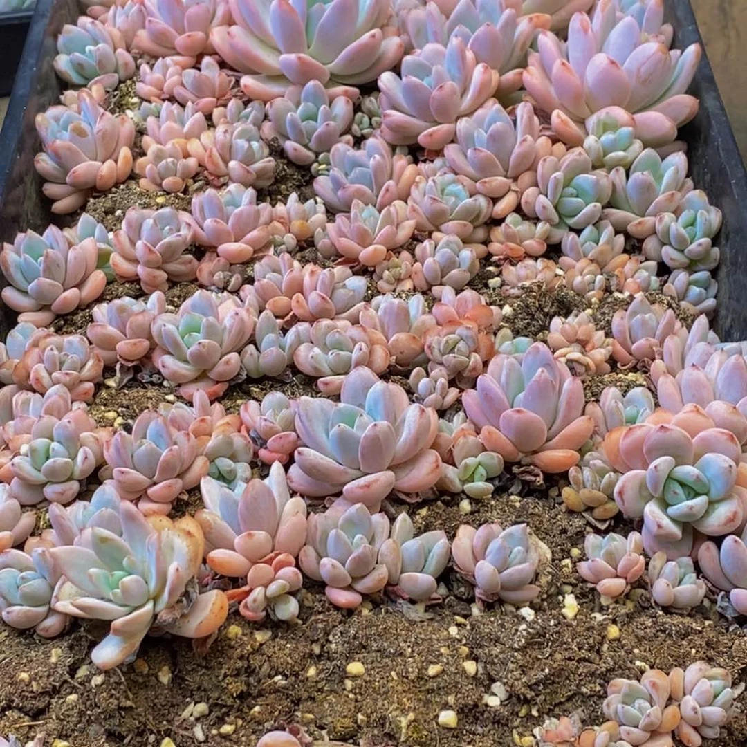 064多肉植物保护研究所所长助理