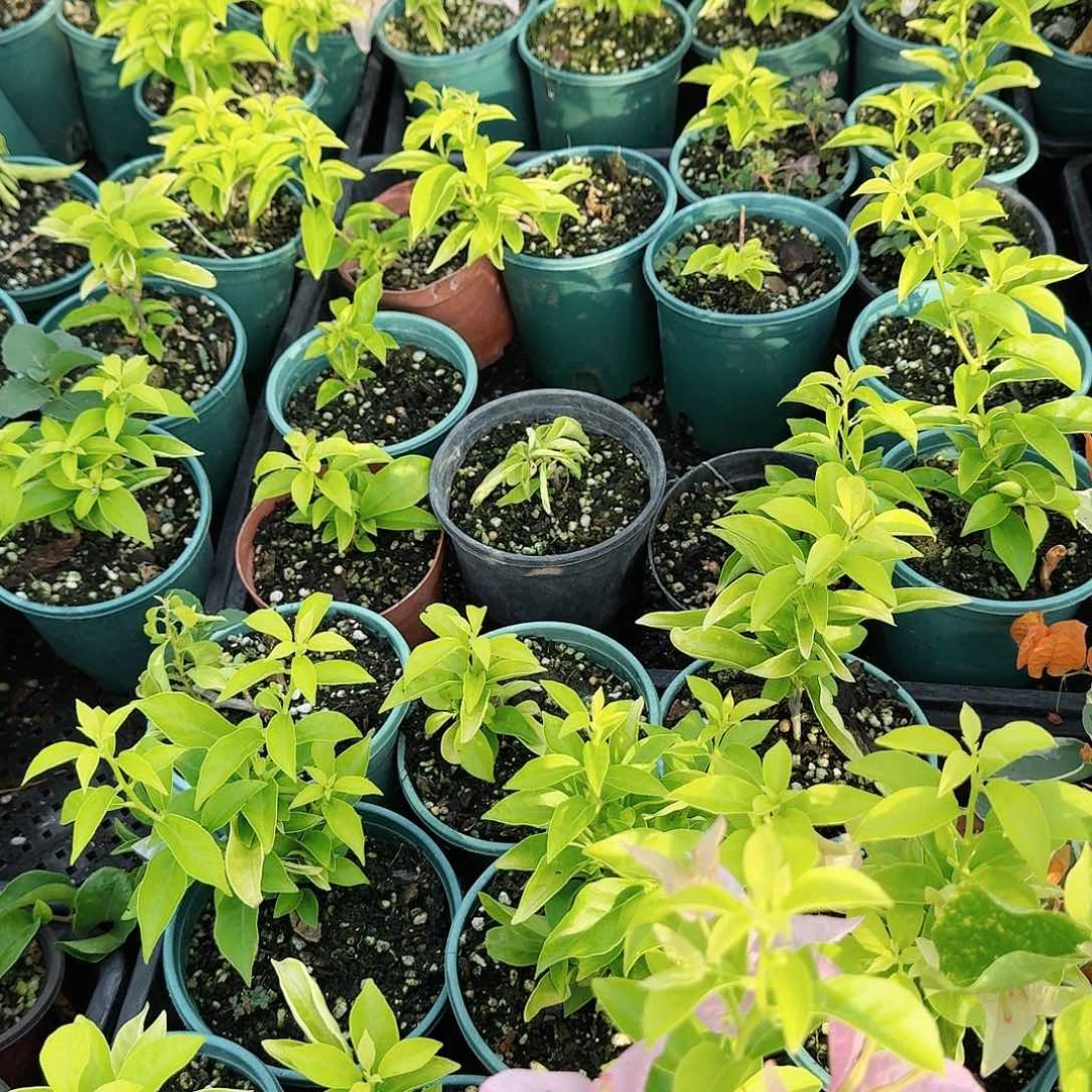 完全开放温莎芝士和吉小桃