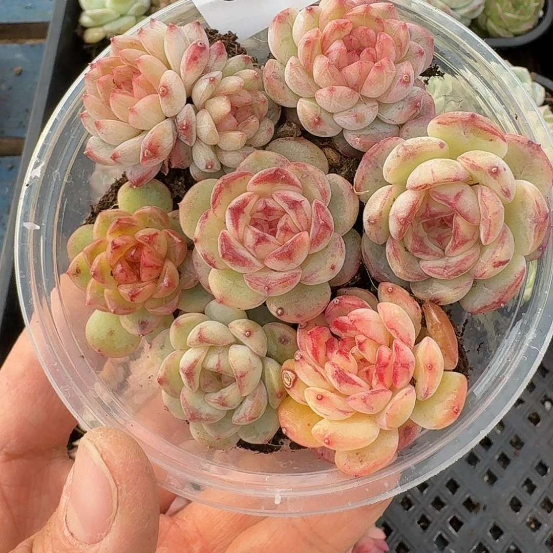 杂交新品珍妮多肉703