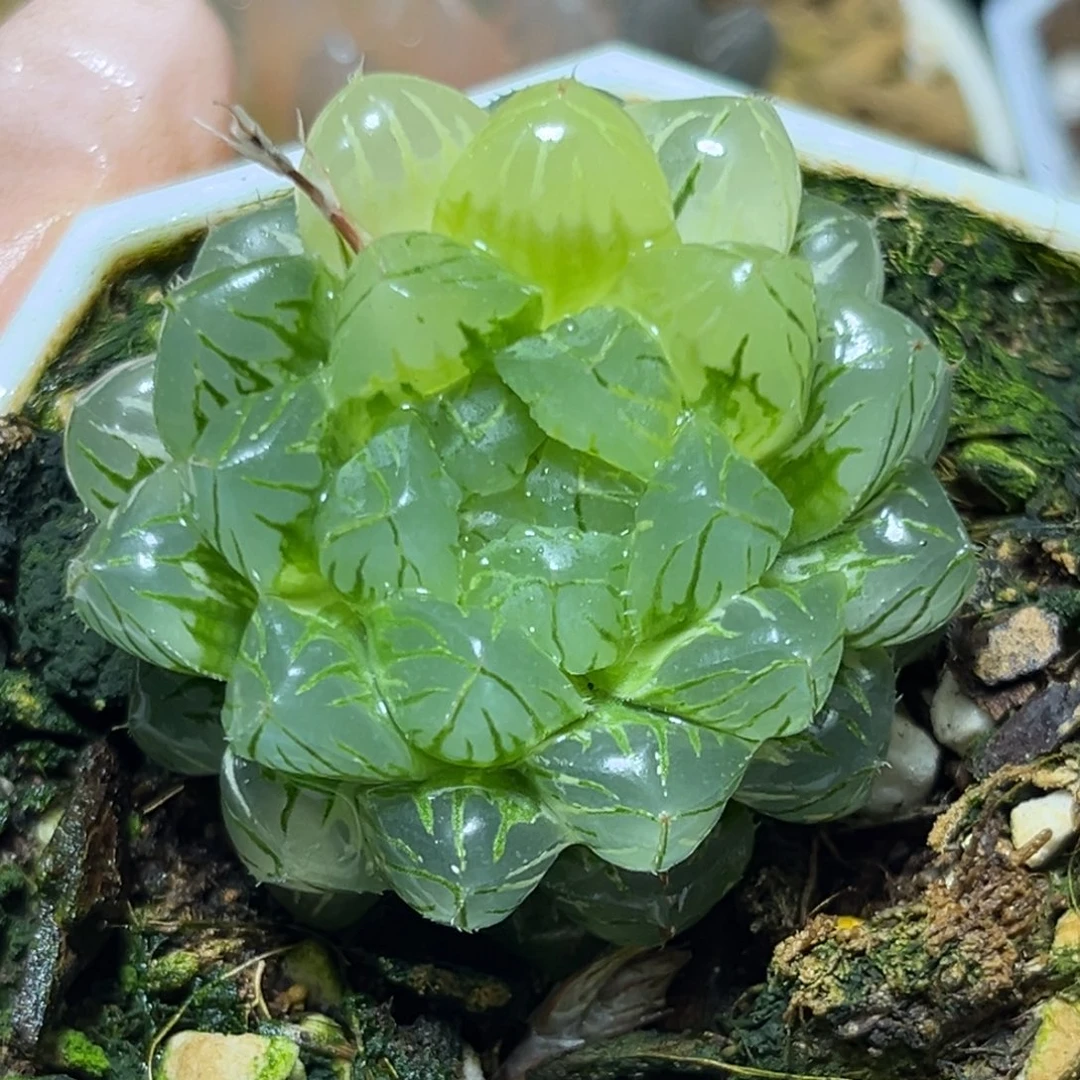 恭喜发财大吉大利961