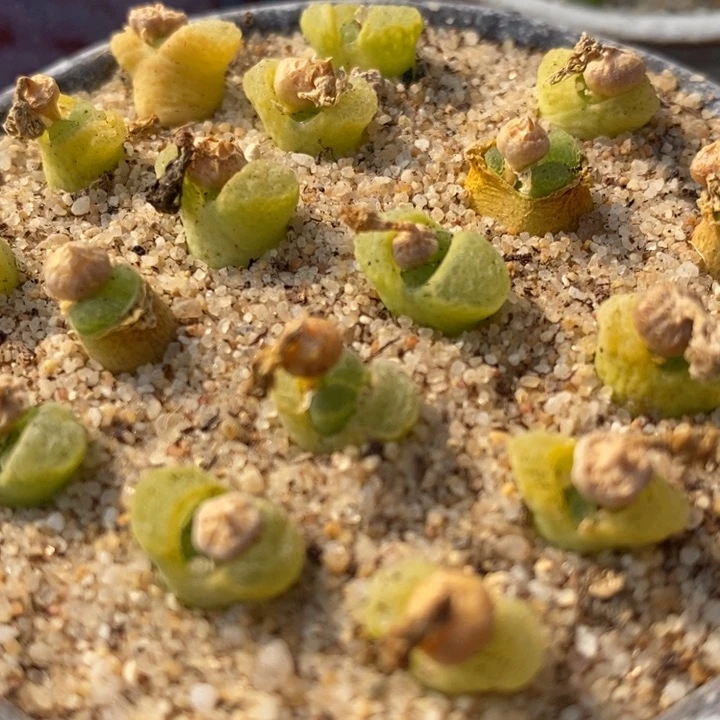 奶—-瓶风铃一颗一颗