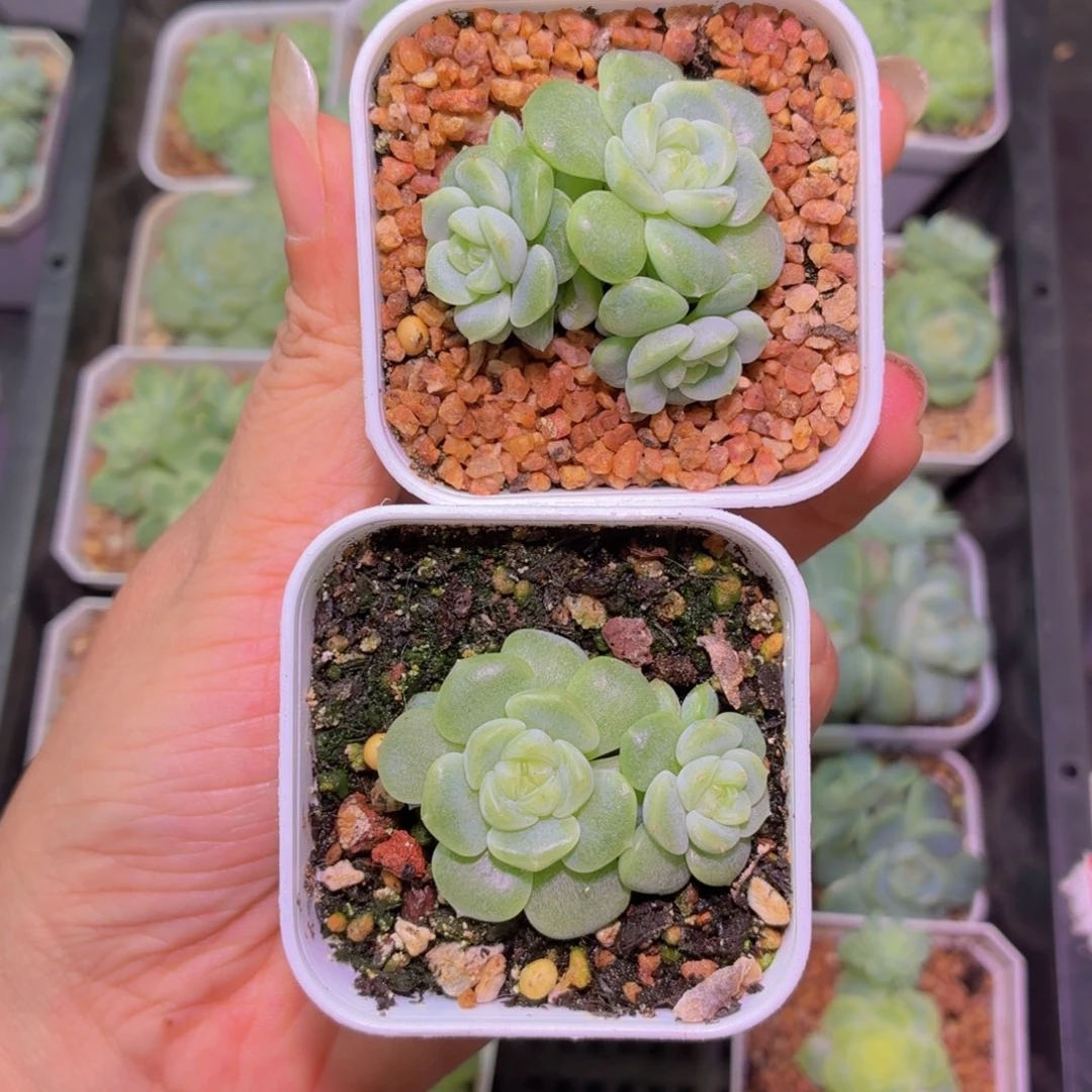 拍款绿透甜心多肉植物