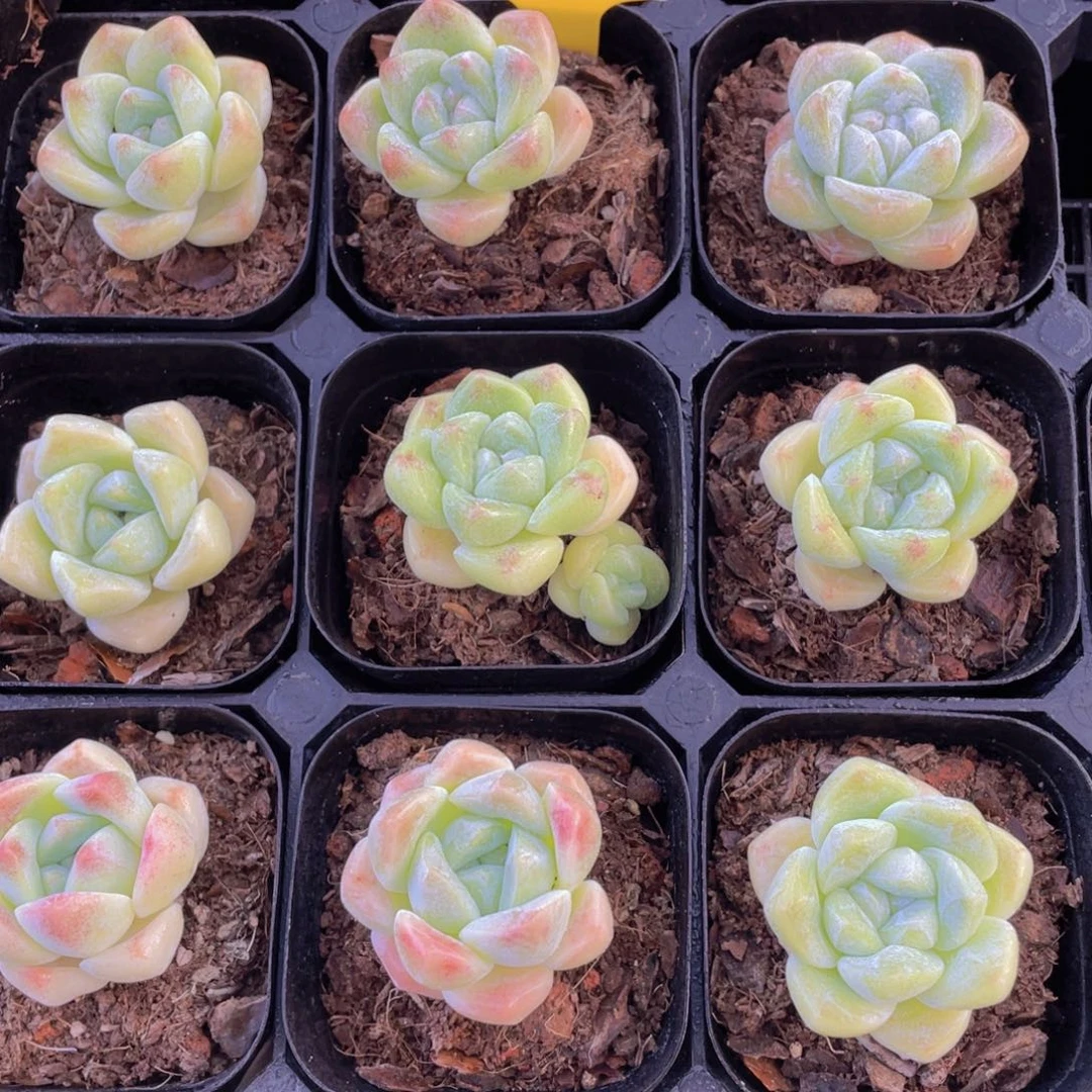 430号 冰透翠玉单头两个