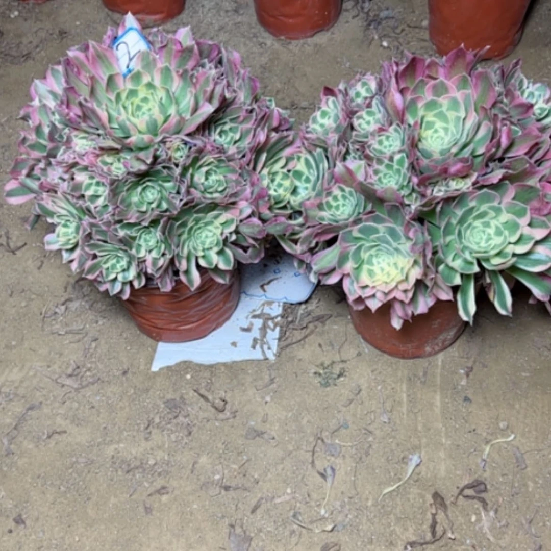 【闪购商品】多肉植物两个2