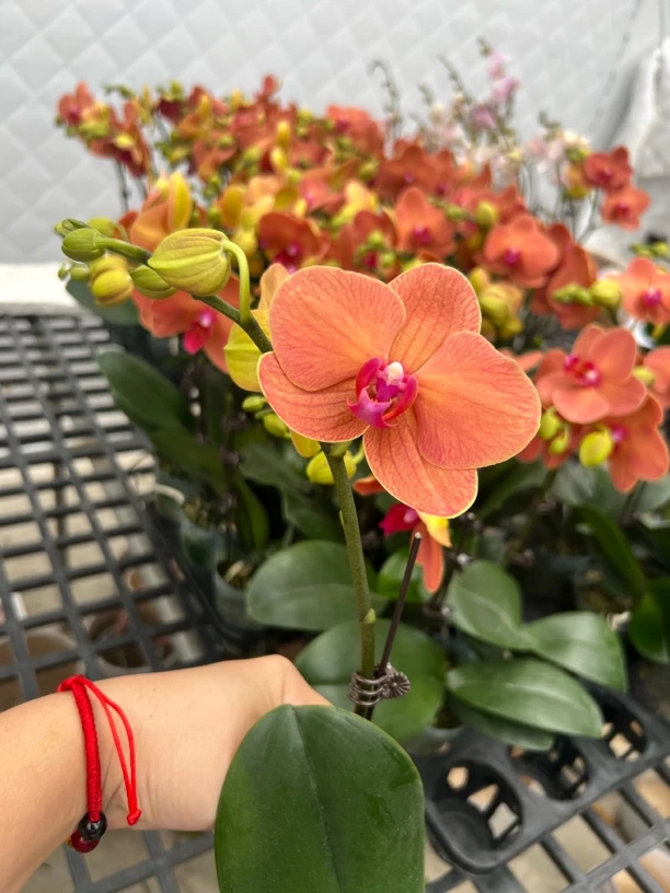 《金桔》爱马仕橙色 蜡质花蝴蝶兰